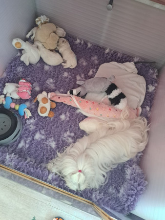 6-8-25 19.41 uur zoek plaatje Grazia bij mama L voor de hond Giana & Giovanni, achter de hond Graham